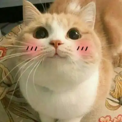 萌化了少女心的可爱猫咪图像12-微信头像