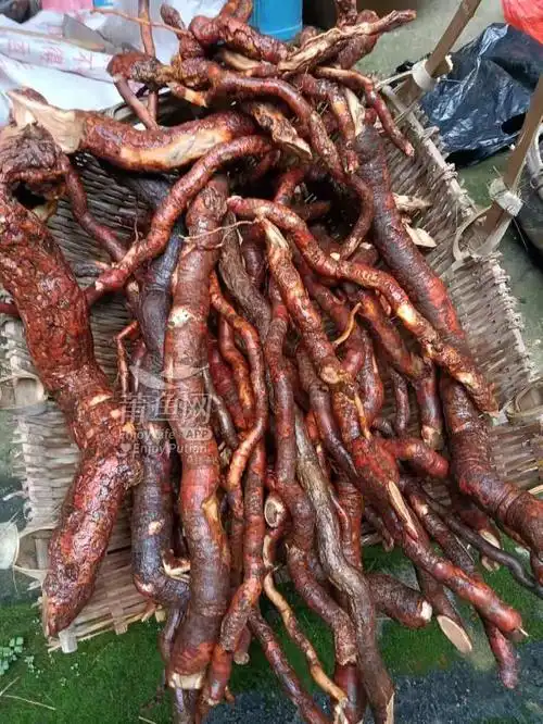 野生猕猴桃根2斤,泡酒炖汤