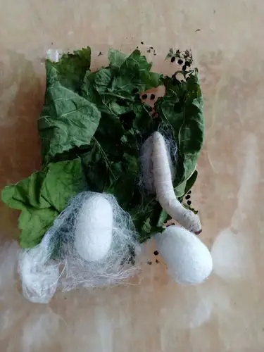 蚕宝宝的成长～鹿鸣一(4)班揭妤