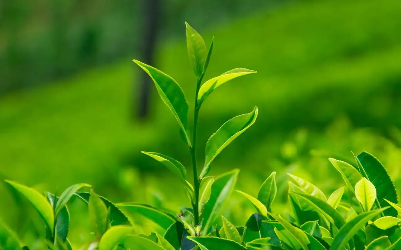 小清新绿色护眼植物高清树叶桌面壁纸