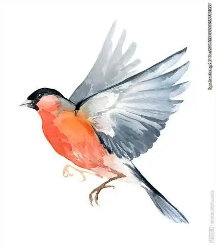 大全图片的鹦鹉简笔画鹦鹉颜色关键词  手绘鹦鹉卡通鹦鹉小鹦鹉鸟类