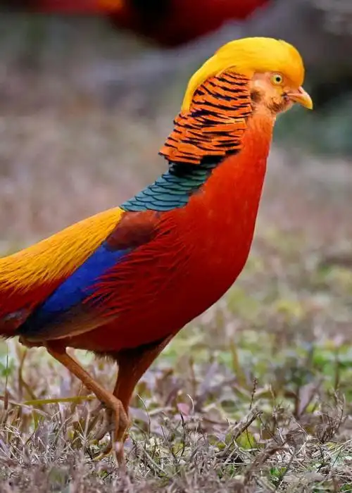 国家二级保护动物 ―― 红腹锦鸡.