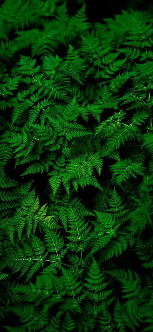 最新超清护眼手机壁纸(100张绿色护眼手机壁纸)(57)