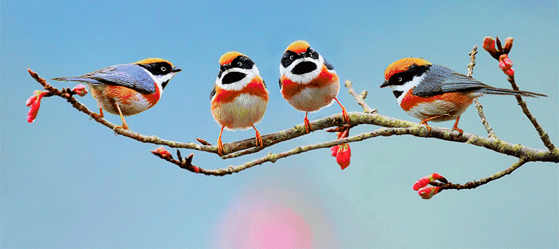 800_357gif 动态图 动图