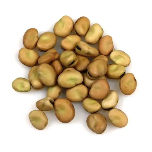 我们是蚕豆种子.