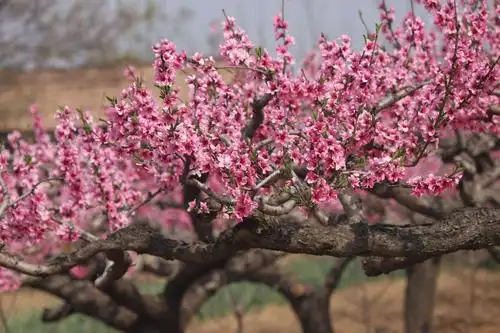 古诗词里的桃花:桃之夭夭,灼灼其华