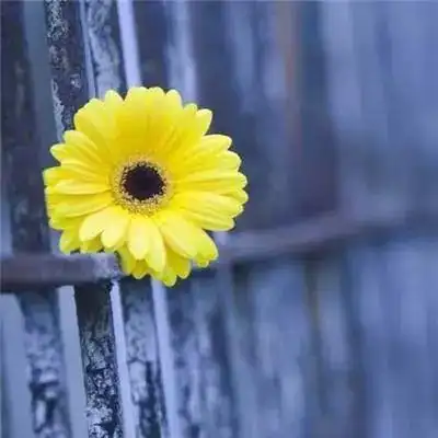 招财头像花_招财转运头像_女人好运头像