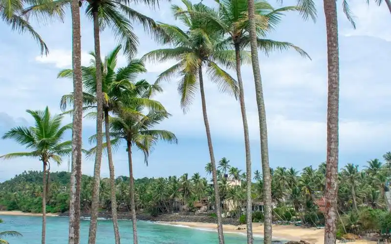 夏日海边椰子树风光,高清壁纸,风景图片-回车桌面