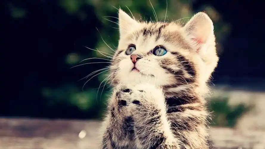 可爱的小猫-猫咪摄影壁纸