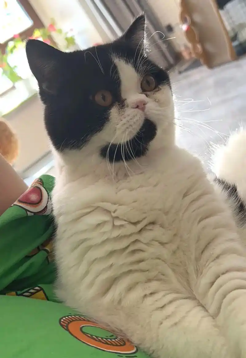 长春 加菲猫和蓝猫的串 半年 8斤左 - 抖音