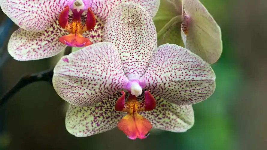 兰花的花-美丽的鲜花图片壁纸 - 1920x1080 壁纸 下载