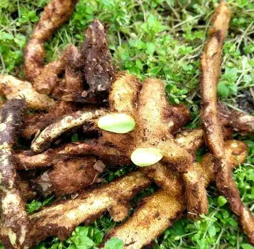 人称"白毛蛇",常冒充"骨碎补",这两种植物,您能区别吗?