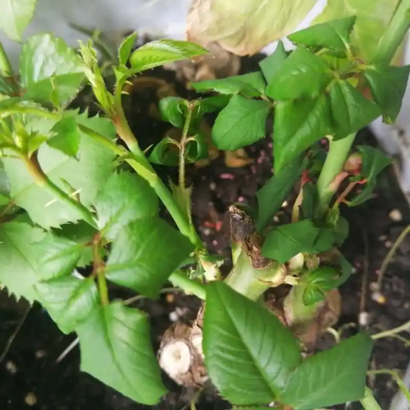 月季叶子卷了,有没有人告诉我这是怎么回事?