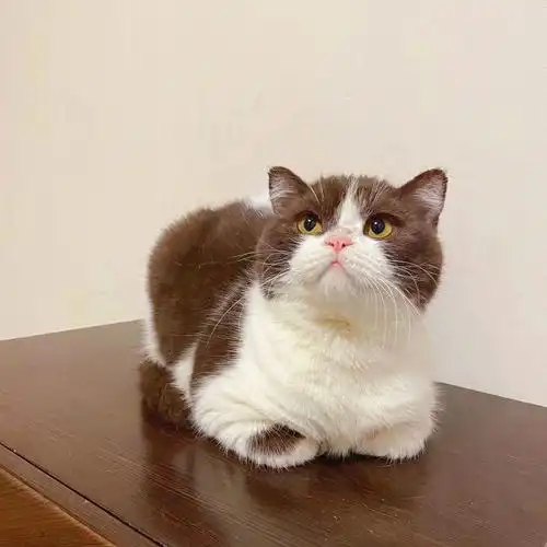 巧克力色加白英短2岁哥哥