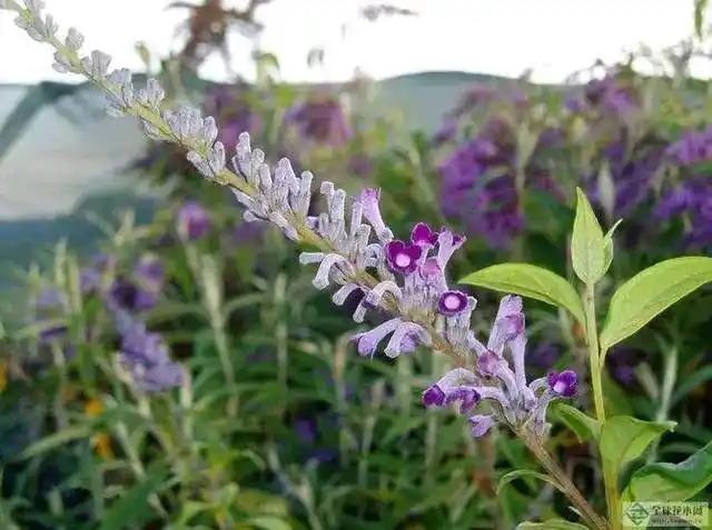 一种神奇的止痒中草药