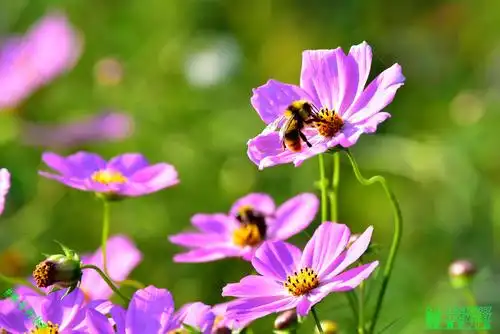 豪哥街拍#——初秋的漂亮花朵——格桑花(扫帚梅)——北国小城明珠二