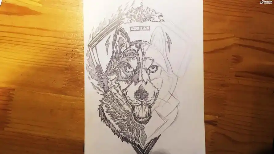 原创教程husky哈士奇矢量创意潮流插图设计绘制解析