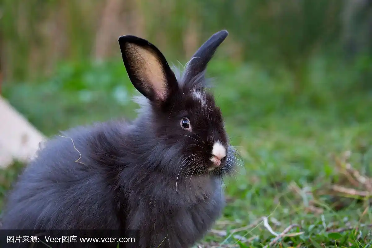 可爱的黑毛兔子.