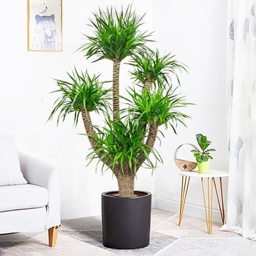 龙血大型绿植多头树龙铁树室内客厅盆栽花卉大型绿植