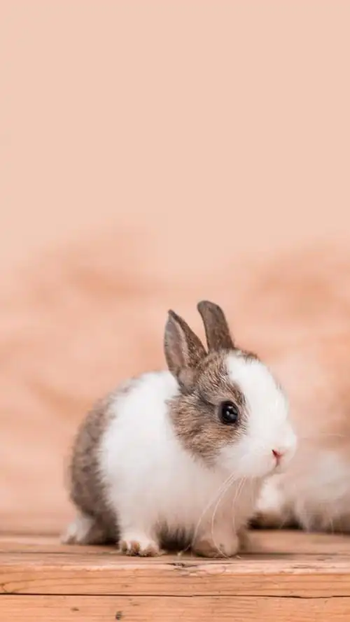 兔子,可爱动物,呆萌,萌萌哒,萌宠,手机壁纸可爱萌兔子
