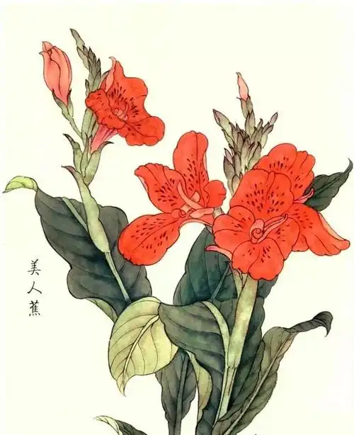 书画联盟丨工笔画朱顶红美人蕉杜鹃花画法步骤