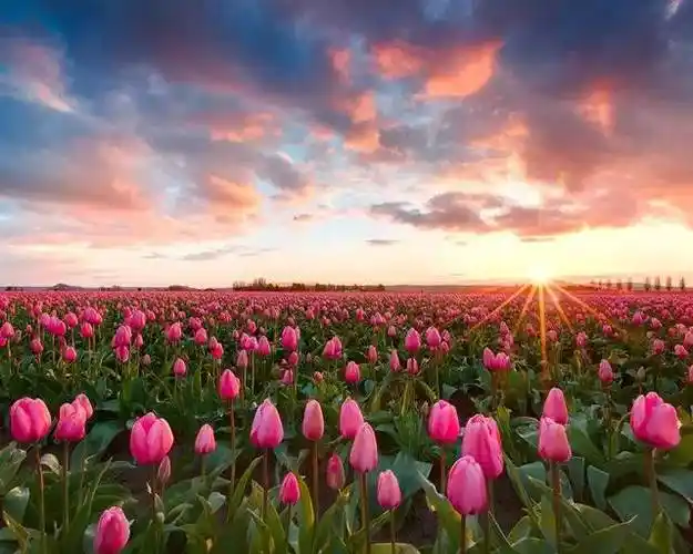 花海,带你看尽这个世界的绚烂!