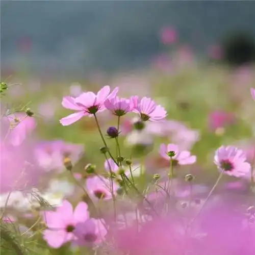 唯美格桑花头像图片 幸福生活和好运的美好愿望和感情