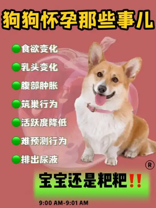 狗狗真假怀孕!到底是宝宝还是?