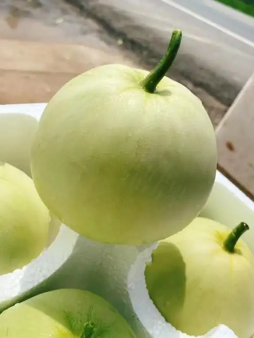 我种的甜瓜2.5元每斤,亩产量5000公斤