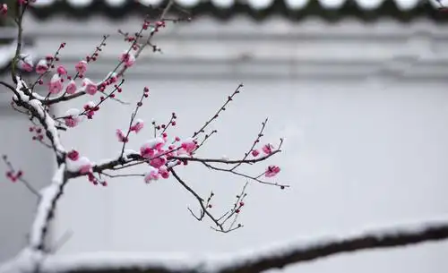 傲雪寒梅吐芬芳