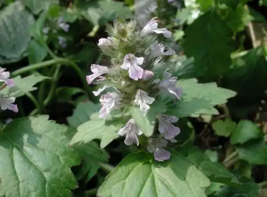 苦草的功效与作用?苦草的价值