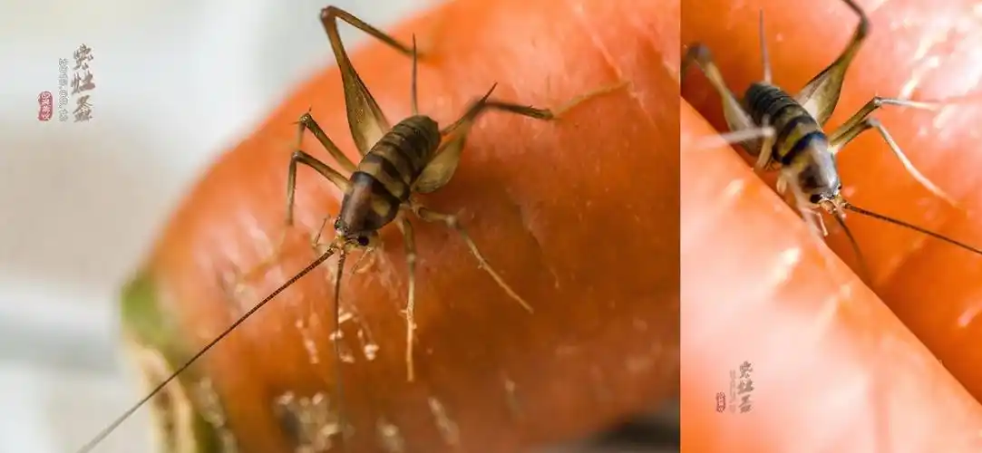 灶神的坐骑:灶台上吃碎屑的灶马(全文高能,虫恐慎入)