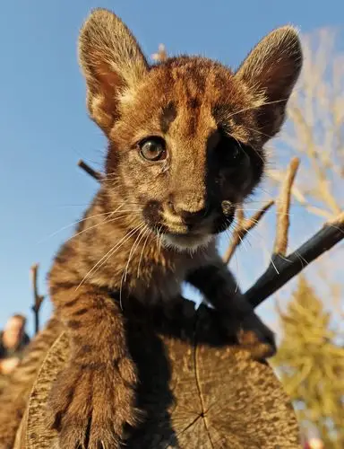 美洲狮幼崽