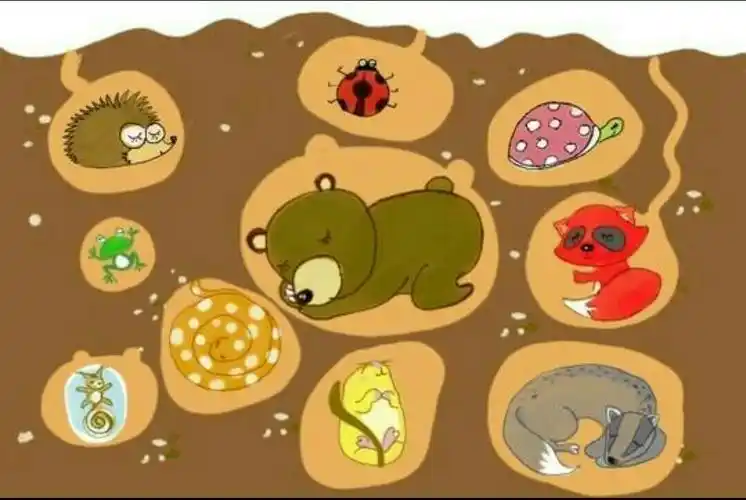 《有趣的冬眠》