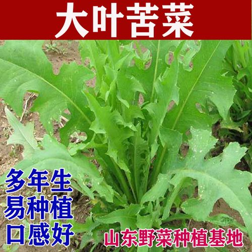 山野菜种植大叶苦菜种子苦买菜种籽苦荬菜苦麻菜曲麻菜苣荬菜包邮