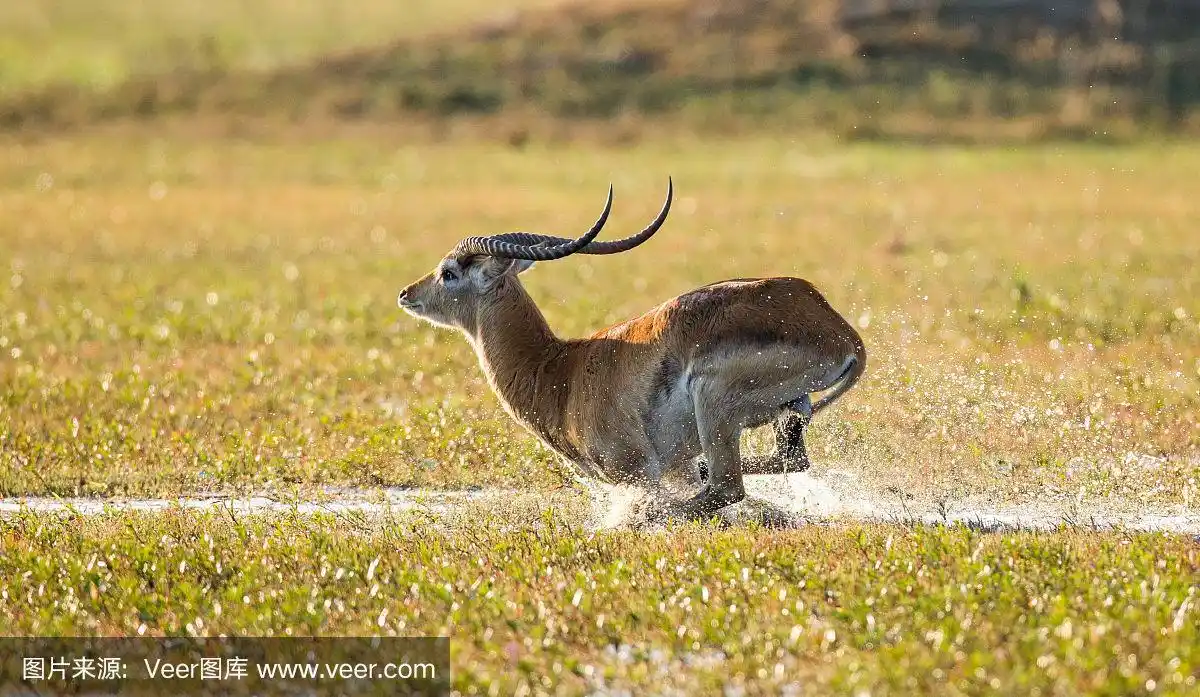 羚羊在水面上奔跑,四周溅起水花.