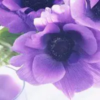 2019紫色简约花微信头像点击鼠标右键下载