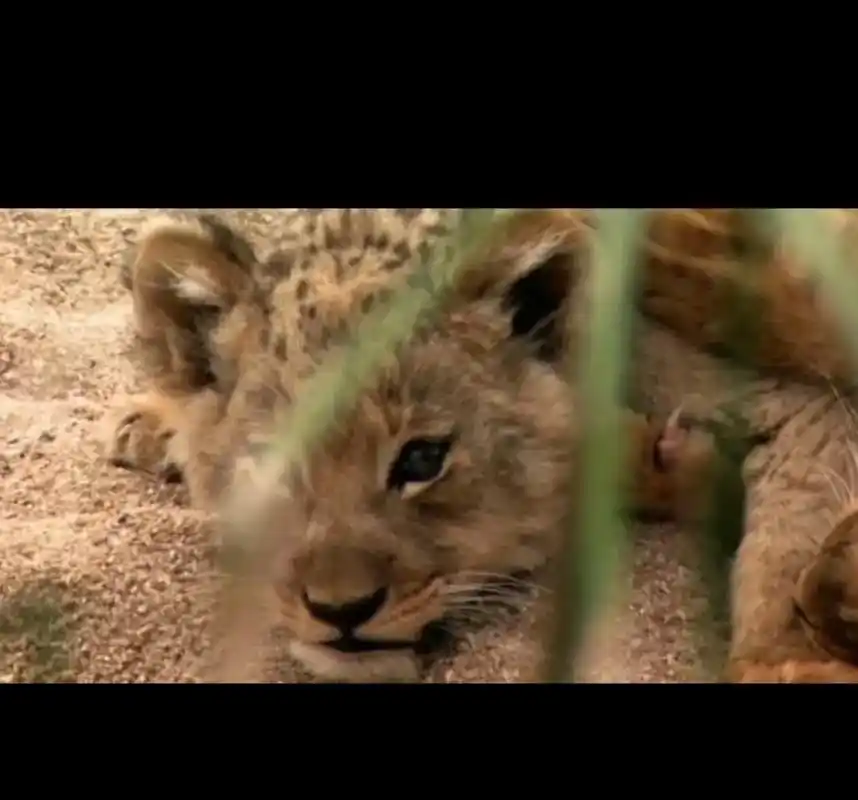 坏男孩雄狮联盟 战神怪尾巴919191 - 抖音