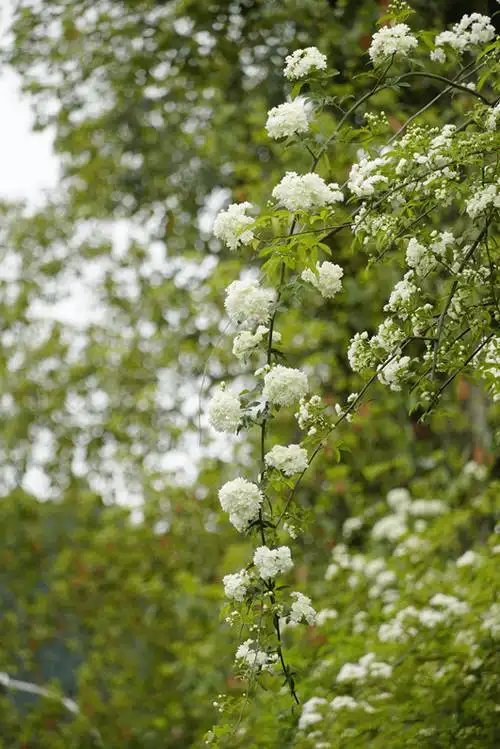 限定款花花上新遂宁七里香打卡宝地在这里