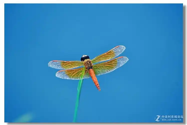 蜻蜓飞上玉搔头