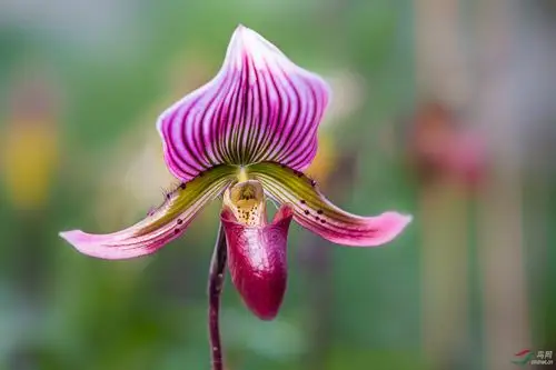 杏黄兜兰和紫纹兜兰