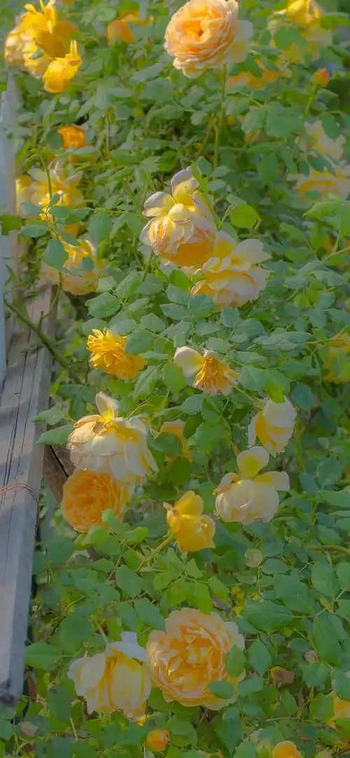 i熬夜求绿色护眼壁纸