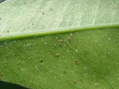 柑橘红蜘蛛已经爆发做好防治很重要