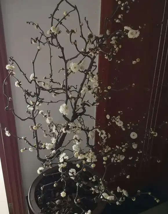 盆景梅 - 热门商品专区