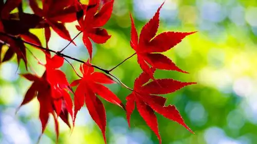 红色唯美枫叶图片桌面壁纸