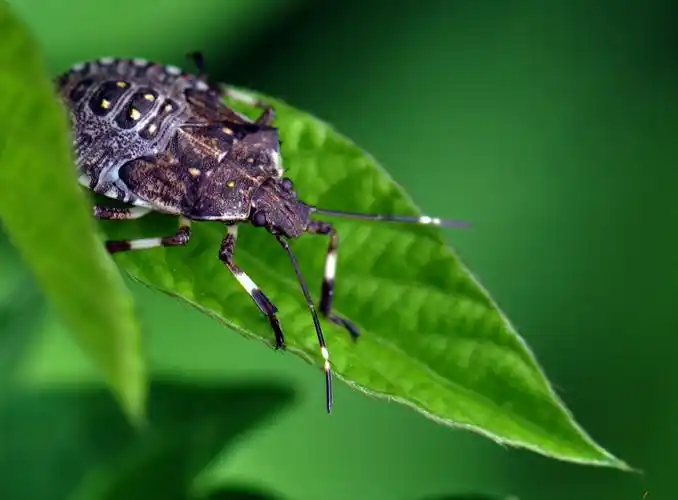 中国昆虫半翅目(蝽)