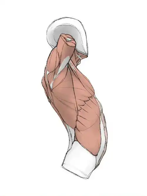 肌肉参考#绘画参考##人体参考