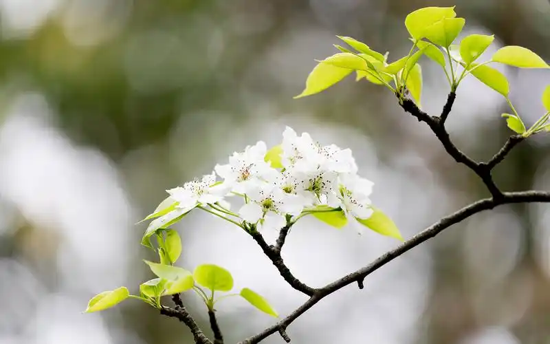 洁白梨花唯美高清桌面壁纸