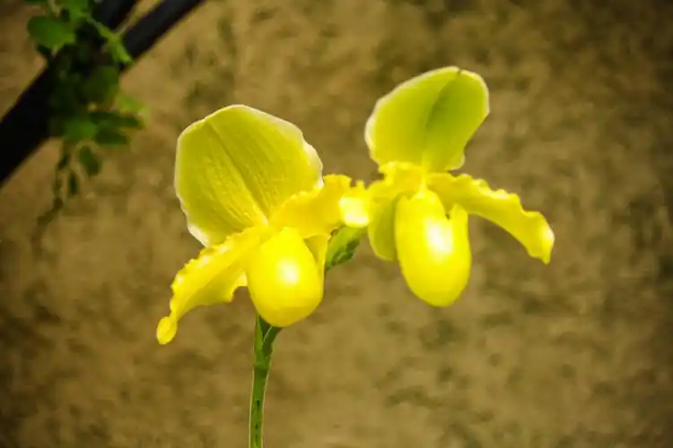 11.2 北美紫毛兜兰