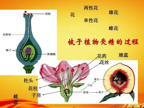 2《人的生殖》课件ppt